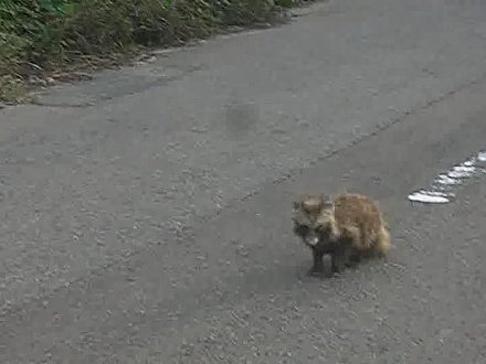 ���킢�����ǂˁ`�E�E�E